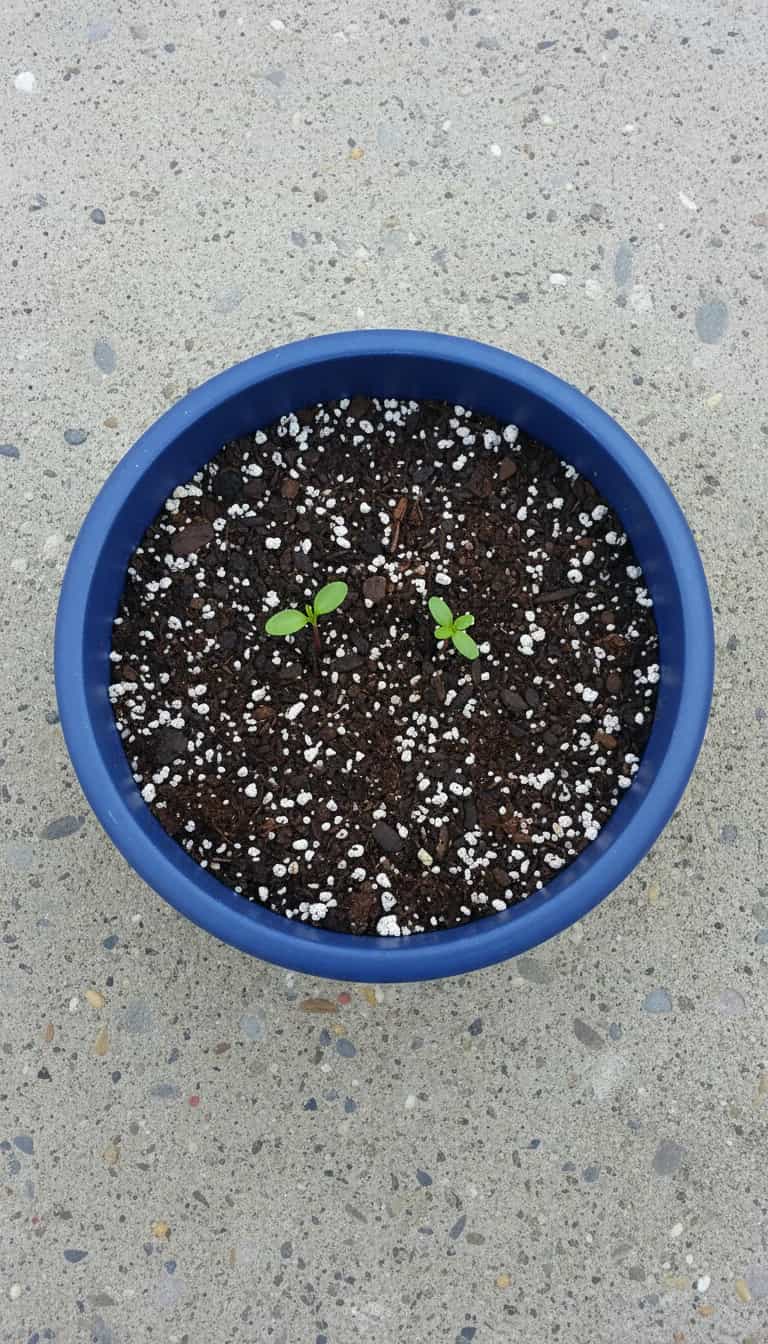 Foto deliciosa de Bombonzão de Morango: Sobremesa Cremosa pronta para servir - Pudins & Cremes